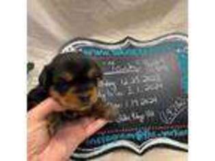 Yorkshire Terrier Puppy for sale in Colorado City, TX, USA
