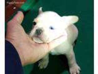 French Bulldog Puppy for sale in Voorhees, NJ, USA