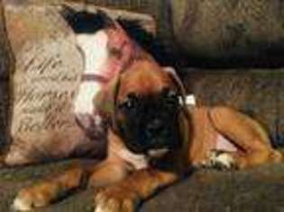 Boxer Puppy for sale in Montoursville, PA, USA
