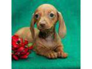 Dachshund Puppy for sale in Payson, UT, USA