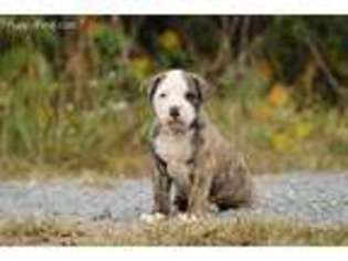 American Bandogge Puppy for sale in Jeffersonton, VA, USA