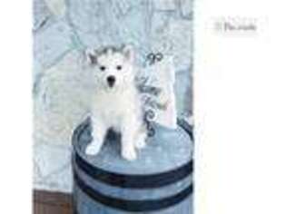 Siberian Husky Puppy for sale in Fort Wayne, IN, USA