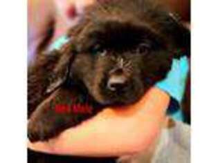 Newfoundland Puppy for sale in North Branch, MI, USA