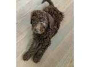 Goldendoodle Puppy for sale in Matteson, IL, USA