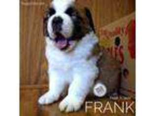 Saint Bernard Puppy for sale in Wesley, AR, USA