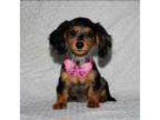 Dachshund Puppy for sale in Lowell, MA, USA