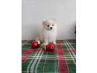 Pomeranian Puppy for sale in Phelan, CA, USA