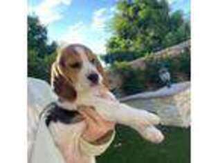 Beagle Puppy for sale in Irvine, CA, USA