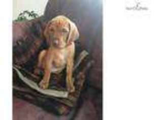 Vizsla Puppy for sale in Rochester, NY, USA