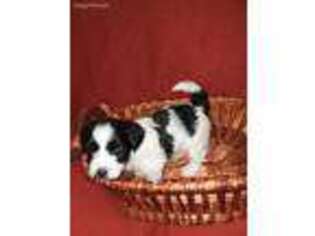 Havanese Puppy for sale in Howard Lake, MN, USA