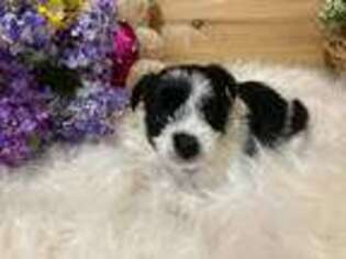 Biewer Terrier Puppy for sale in Albany, NY, USA