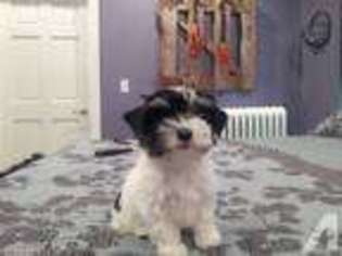 Yorkshire Terrier Puppy for sale in WILLMAR, MN, USA