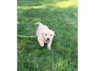 Mutt Puppy for sale in Linden, CA, USA