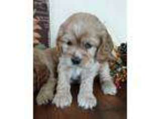 Cocker Spaniel Puppy for sale in Rock Valley, IA, USA