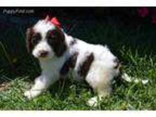 Springerdoodle Puppy for sale in Evensville, TN, USA