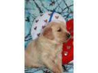 Golden Retriever Puppy for sale in Riverton, WY, USA