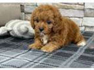 Cavapoo Puppy for sale in Zanesville, OH, USA