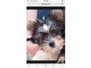 Yorkshire Terrier Puppy for sale in ADEL, GA, USA