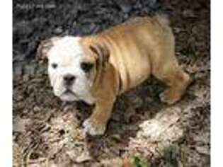 Bulldog Puppy for sale in Aiken, SC, USA