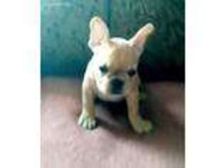 French Bulldog Puppy for sale in Plant City, FL, USA