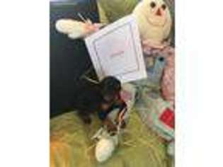 Doberman Pinscher Puppy for sale in Antioch, TN, USA
