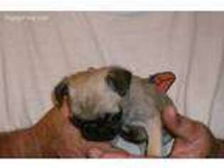 Pug Puppy for sale in Sparta, NC, USA