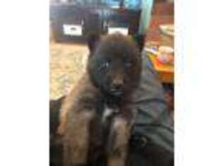 Belgian Malinois Puppy for sale in Winnemucca, NV, USA