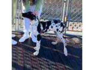Great Dane Puppy for sale in Moses Lake, WA, USA