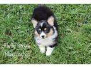 Pembroke Welsh Corgi Puppy for sale in Holden, MO, USA