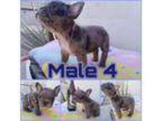 French Bulldog Puppy for sale in Mercedes, TX, USA