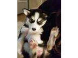 Siberian Husky Puppy for sale in Jackson, NJ, USA