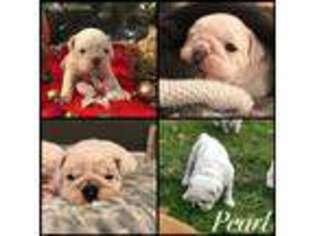 Bulldog Puppy for sale in Syracuse, NY, USA