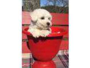 Bichon Frise Puppy for sale in Marietta, OH, USA