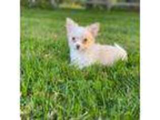 Chihuahua Puppy for sale in Burlington, VT, USA