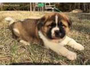 Akita Puppy for sale in Licking, MO, USA