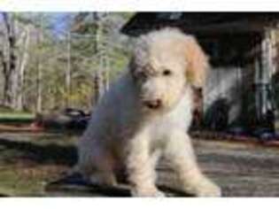 Goldendoodle Puppy for sale in Saddle River, NJ, USA
