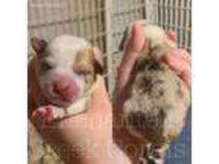 Pembroke Welsh Corgi Puppy for sale in Westland, MI, USA