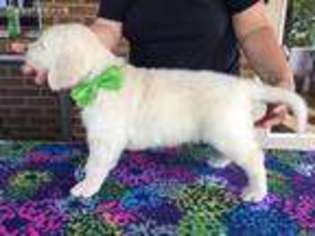 Golden Retriever Puppy for sale in Lancaster, KY, USA