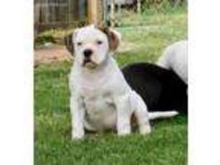 American Bulldog Puppy for sale in Clovis, NM, USA