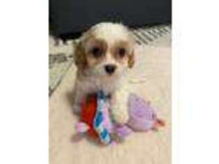 Cavachon Puppy for sale in Danville, IN, USA
