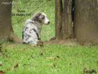 Miniature Australian Shepherd Puppy for sale in Ireland, WV, USA