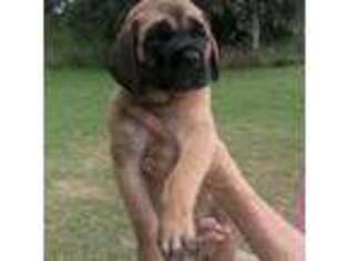 Mastiff Puppy for sale in Rumsey, KY, USA