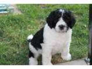 Saint Berdoodle Puppy for sale in Rapid City, SD, USA