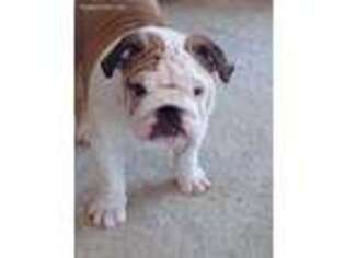 Bulldog Puppy for sale in Williamstown, MO, USA
