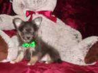 Chihuahua Puppy for sale in Polk City, FL, USA