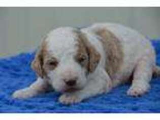 Mutt Puppy for sale in Bucyrus, MO, USA
