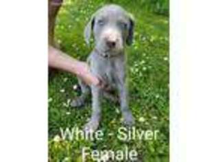 Weimaraner Puppy for sale in Sault Sainte Marie, MI, USA