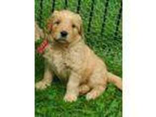 Goldendoodle Puppy for sale in Silver Springs, NY, USA