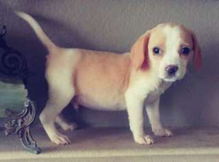 Beagle Puppy for sale in EL CAJON, CA, USA