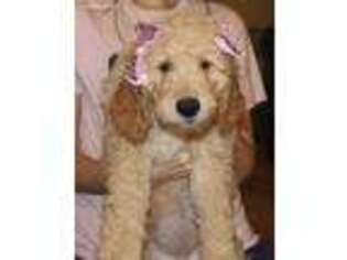 Goldendoodle Puppy for sale in Pass Christian, MS, USA